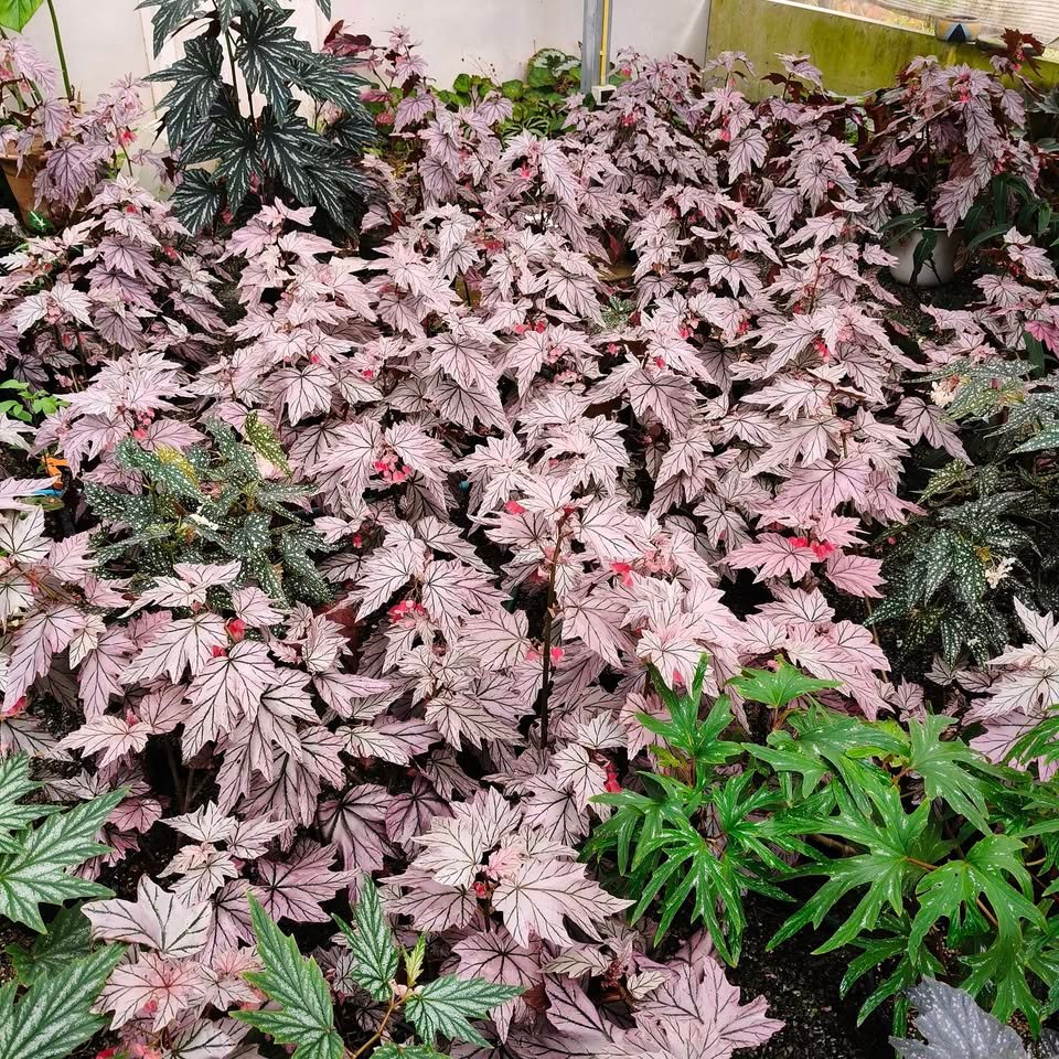 Begonia Lamoon group