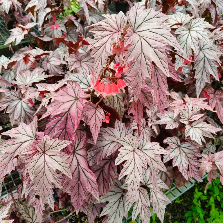 Begonia Lamoon Growth Habit