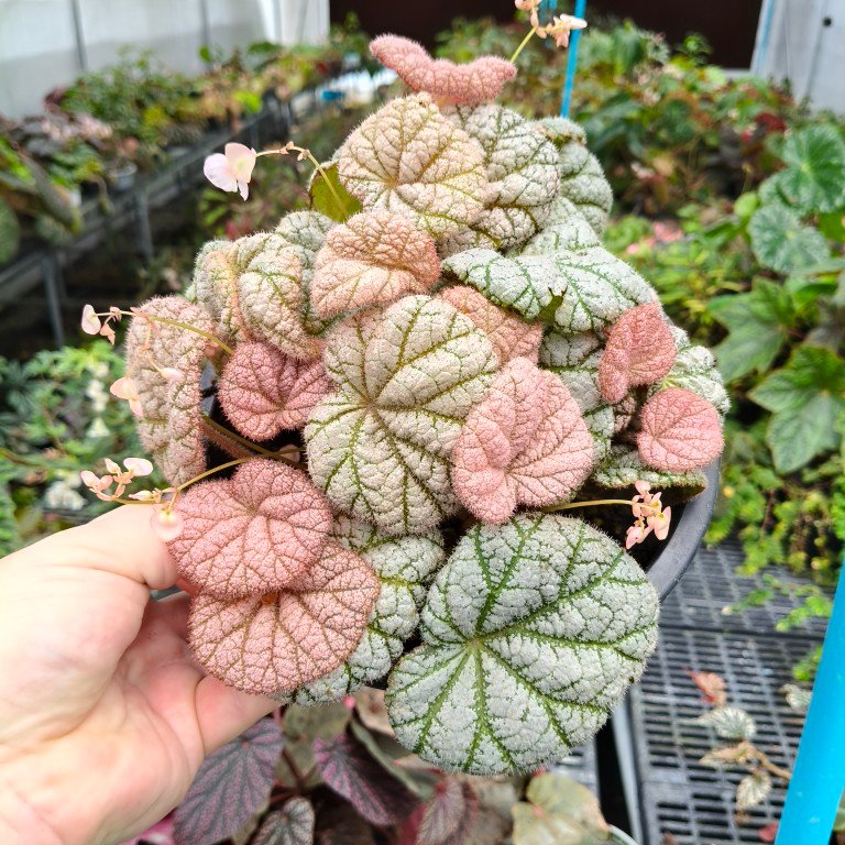Begonia Pandulce