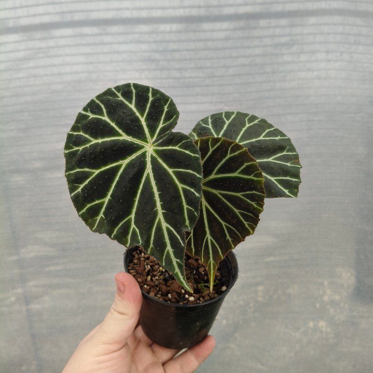 Begonia locbaosangii