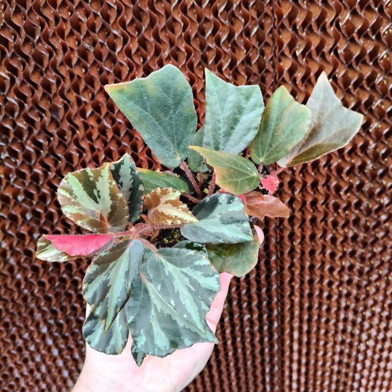 Begonia trunactifolia