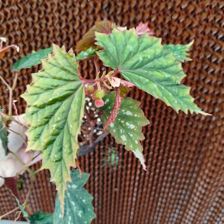 Begonia sp. Philippines